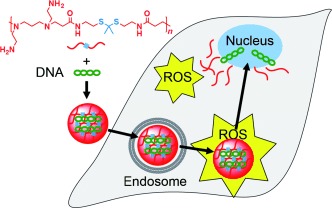 A Reactive Oxygen Species (ROS)-Responsive Polymer for Safe, Efficient, and Targeted Gene Delivery in Cancer Cells