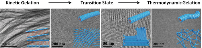Co-assembly of Polyoxometalates and Zwitterionic Amphiphiles into Supramolecular Hydrogels: From Crystalline Fibrillar to Amorphous Micellar Networks