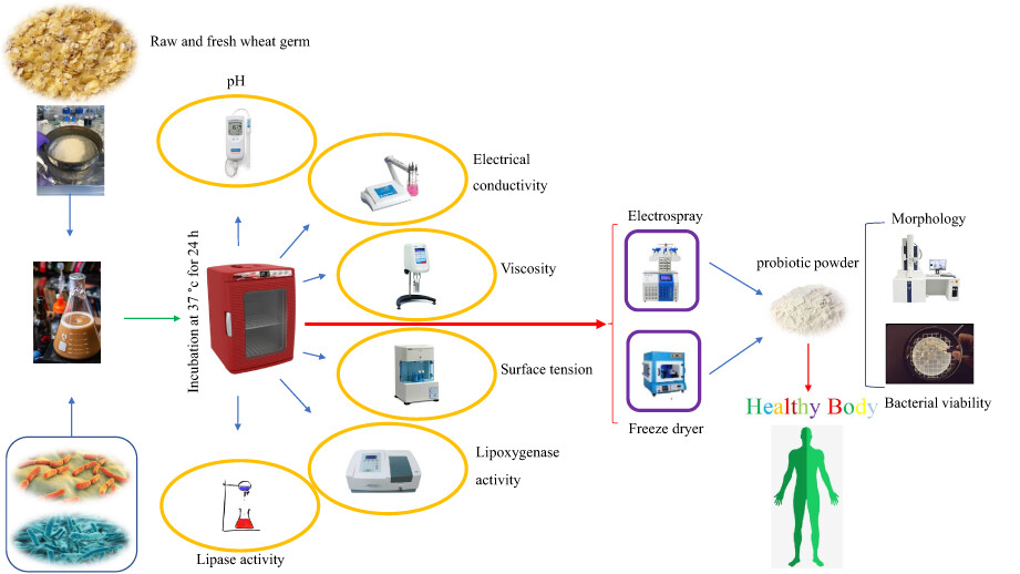 Mixed fermentation and electrospray drying for the development of a novel stabilized wheat germ powder containing highly viable probiotic cultures