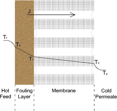 Mass and Heat Transfer Coefficients in a Thermophilic Membrane Distillation Bioreactor
