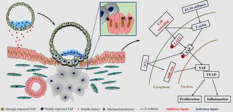 Endometrial extracellular matrix rigidity and IFNτ ensure the establishment of early pregnancy through activation of YAP
