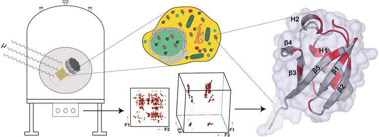 DNP-Supported Solid-State NMR Spectroscopy of Proteins Inside Mammalian Cells