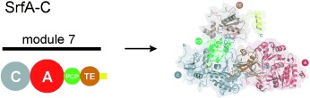 Crystal Structure of a Molecular Assembly Line