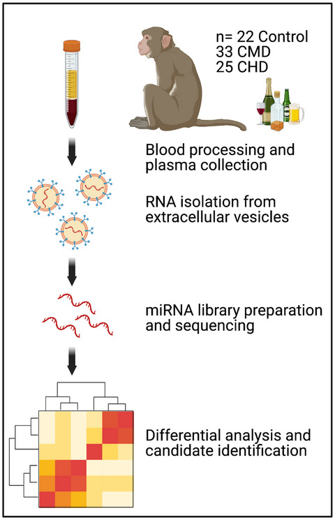 Profiling of extracellular vesicle-bound miRNA to identify candidate biomarkers of chronic alcohol drinking in nonhuman primates