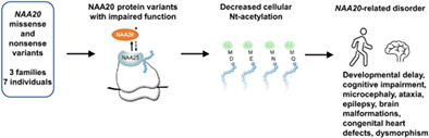 Novel biallelic variants expand the phenotype of NAA20-related syndrome