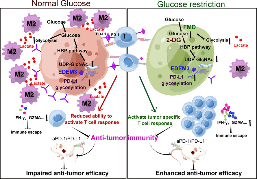 Disrupting EDEM3-induced M2-like macrophage trafficking by glucose restriction overcomes resistance to PD-1/PD-L1 blockade