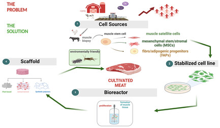 A Glance into the Near Future: Cultivated Meat from Mammalian and Insect Cells