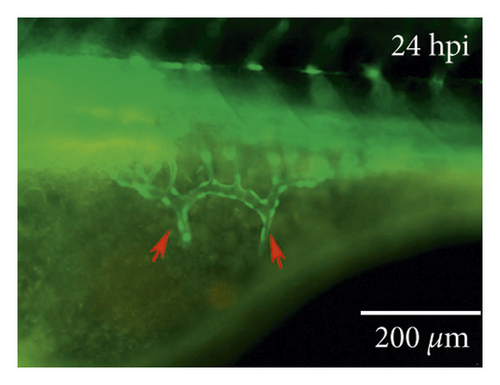 Details are in the caption following the image