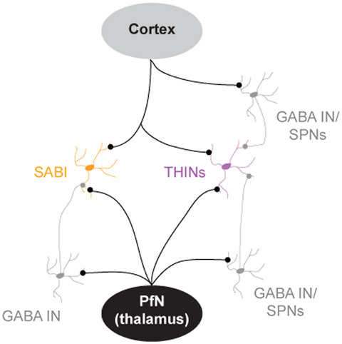Cortical and thalamic inputs exert cell type-specific feedforward inhibition on striatal GABAergic interneurons
