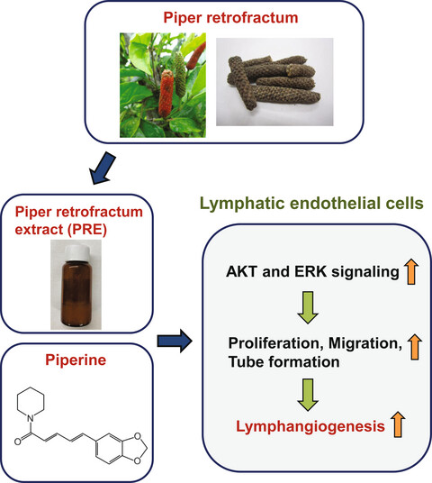 Piper retrofractum extract and its component piperine promote lymphangiogenesis via an AKT- and ERK-dependent mechanism