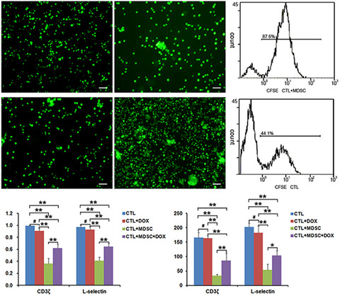 Upregulation of CD3ζ and L-selectin in antigen-specific cytotoxic T lymphocytes by eliminating myeloid-derived suppressor cells with doxorubicin to improve killing efficacy of neuroblastoma cells in vitro
