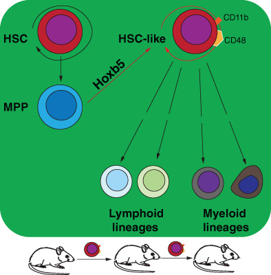 Hoxb5 reprogrammes murine multipotent blood progenitors into haematopoietic stem cell-like cells