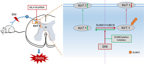 SUMOylation of Kir7.1 participates in neuropathic pain through regulating its membrane expression in spinal cord neurons
