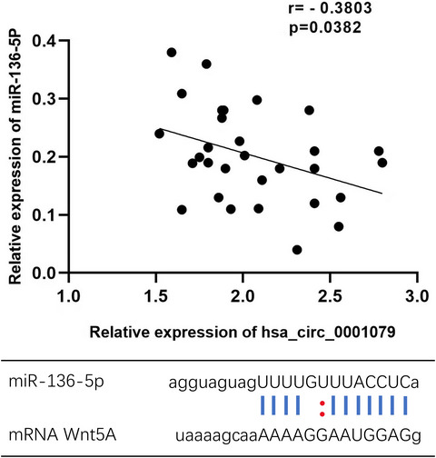 The potential role of hsa_circ_0001079 in androgenetic alopecia via sponging hsa-miR-136-5p