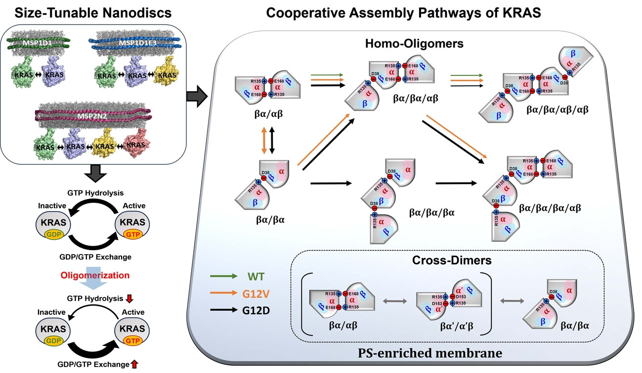 Conditional Cooperativity in RAS Assembly Pathways on Nanodiscs and Altered GTPase Cycling