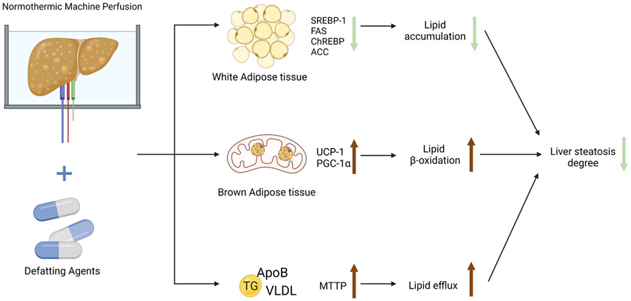 Pharmacological agents for defatting livers by normothermic machine perfusion