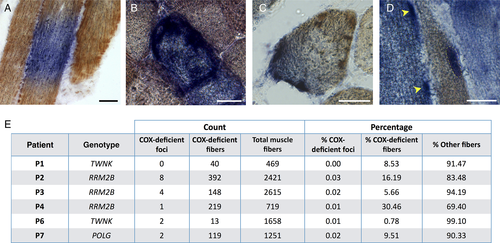 Details are in the caption following the image Details are in the caption following the image