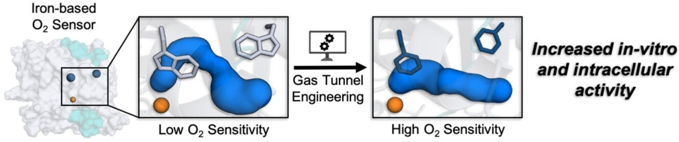 Gas Tunnel Engineering of Prolyl Hydroxylase Reprograms Hypoxia Signaling in Cells