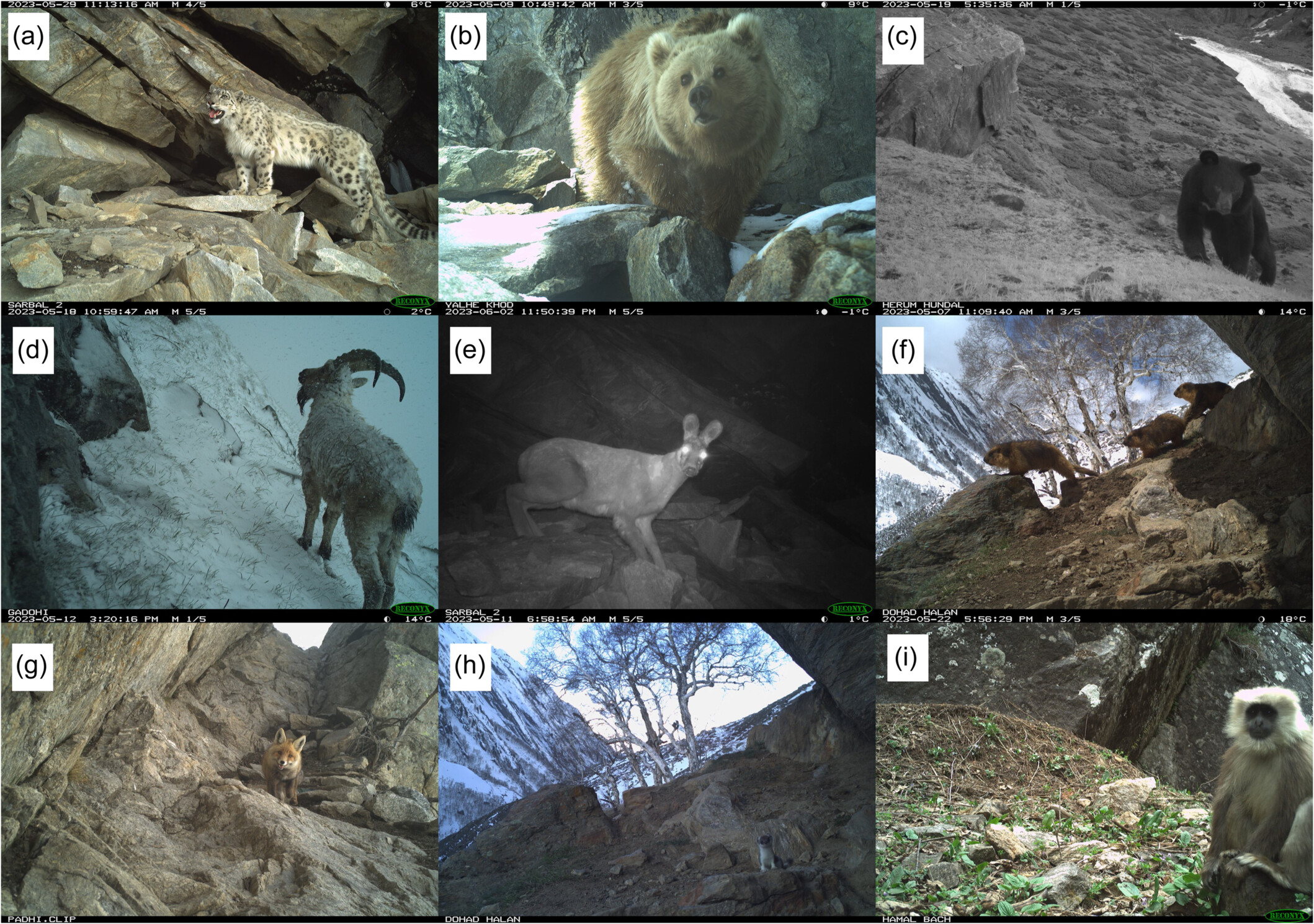 A new dawn? Population baselines of snow leopards and other mammals of the Kishtwar High Altitude National Park, India 新的曙光?印度基什特瓦尔高海拔国家公园雪豹和其他哺乳动物的种群基线