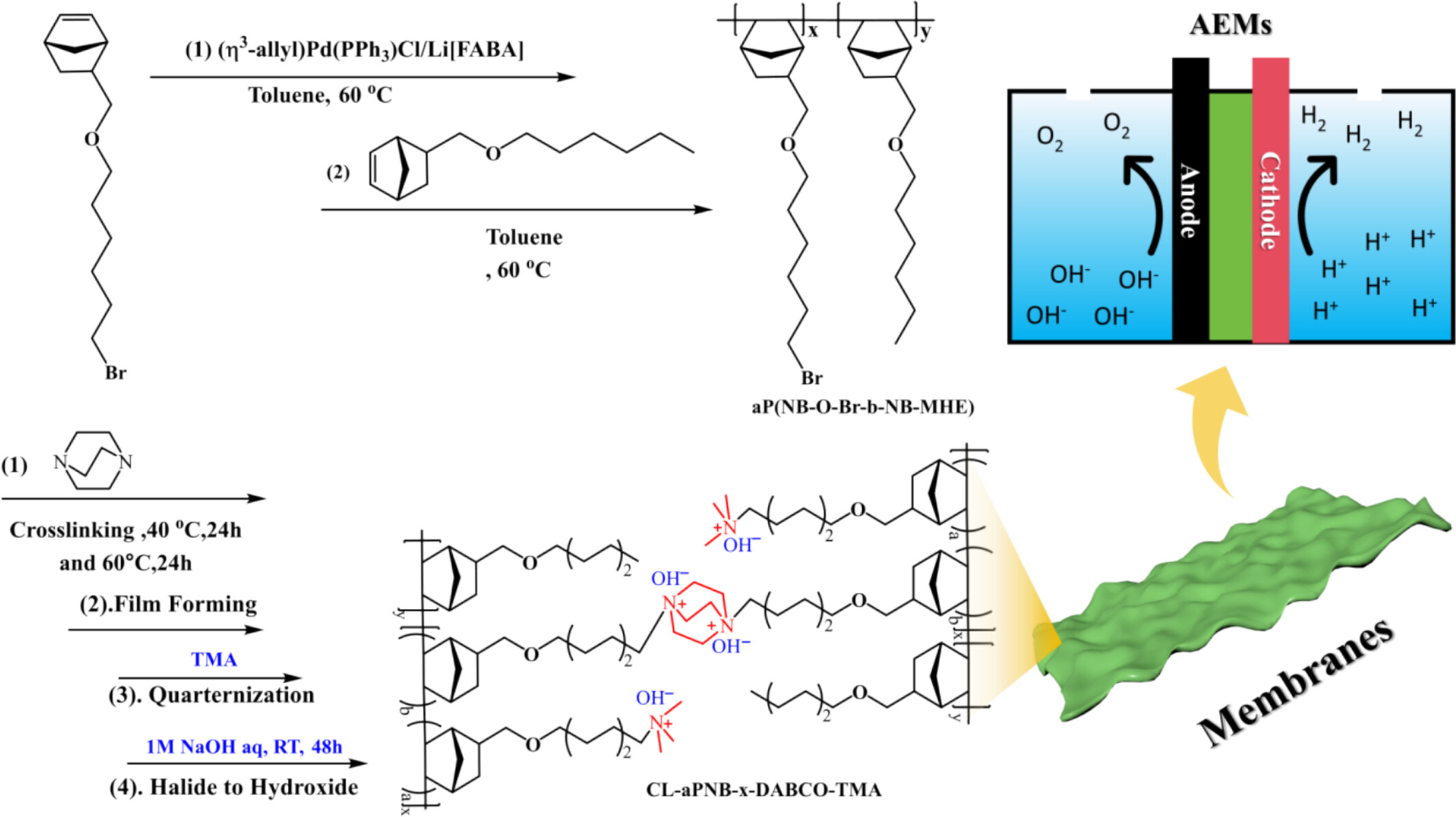 Alkaline Stability Study of Poly(Norbornene)-Based Stereocyclic and Cross-Linked Anion Exchange Membranes