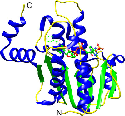 Crystal structure of a short-chain dehydrogenase from Burkholderia cenocepacia J2315 in complex with NADP+ and benzoic acid. Corrigendum