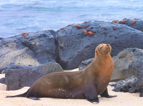 Hormone-mediated foraging strategies in an uncertain environment: Insights into the at-sea behavior of a marine predator