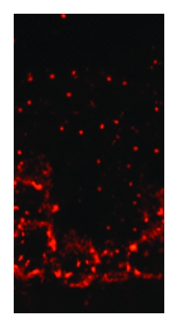 Details are in the caption following the image