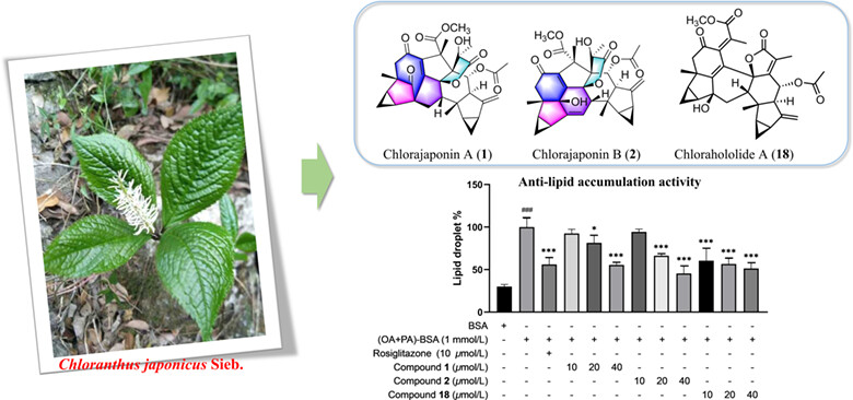 Chlorajaponins A—Q, Lindenane-Related Sesquiterpenoid Dimers from Chloranthus japonicus and Their Biological Activities