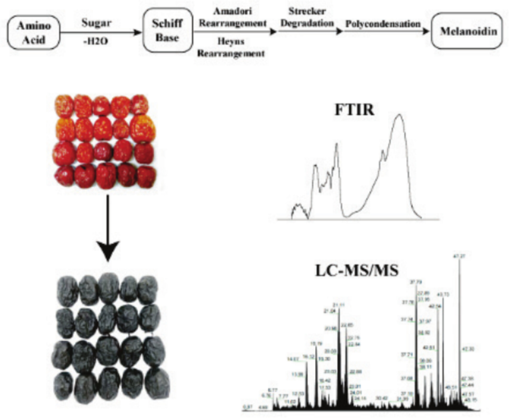 Proteomic and Amino Acid Dynamics During Jujube Blackening: Structural Transformations and Maillard Reaction Linkages