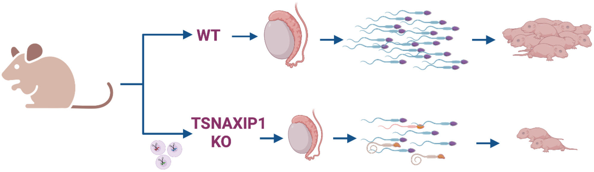 TSNAXIP1 is required for sperm head formation and male fertility
