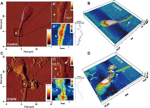 Details are in the caption following the image Details are in the caption following the image