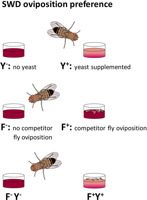 Chemical cues from competitors change the oviposition preference of Drosophila suzukii