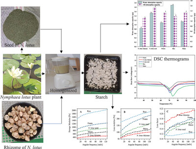 Isolation and Characterization of Non-Conventional and Underutilized Starch from Water Lily (Nymphaea lotus): Functional, Rheological, and Thermal Properties