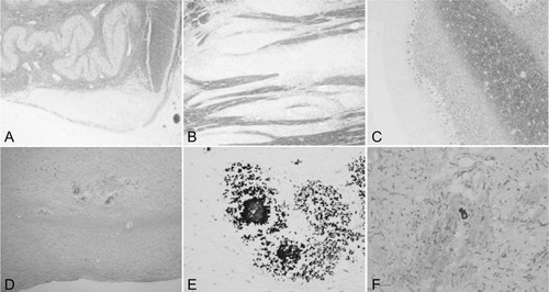 Details are in the caption following the image Details are in the caption following the image