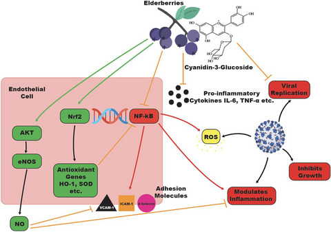 Elderberries as a potential supplement to improve vascular function in a SARS-CoV-2 environment
