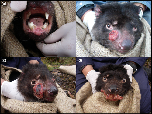 Details are in the caption following the image Details are in the caption following the image