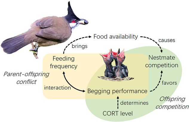 Revealing the key signals in nestling begging behavior perceived by parent birds during parent–offspring conflict