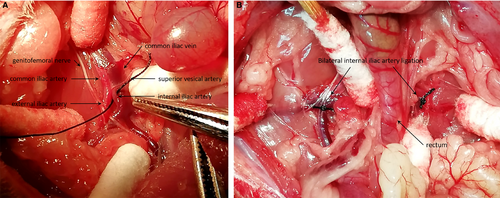 Details are in the caption following the image Details are in the caption following the image