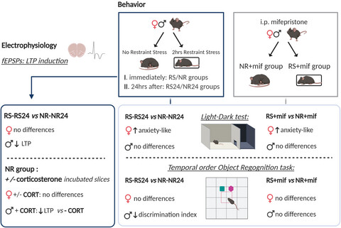 Sexual dimorphic effects of restraint stress on prefrontal cortical function are mediated by glucocorticoid receptor activation