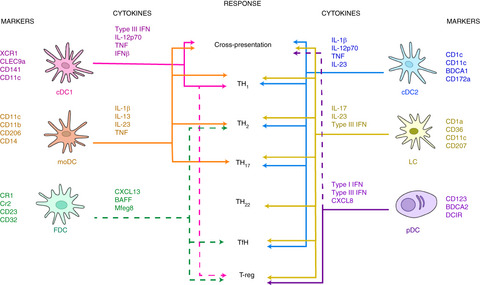 Unboxing dendritic cells: Tales of multi-faceted biology and function
