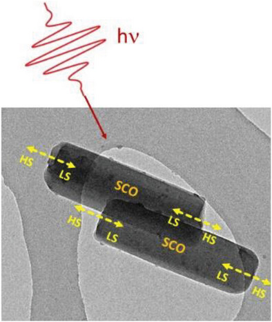 Laser-Driven Transient Phase Oscillations in Individual Spin Crossover Particles