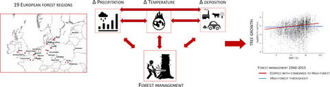 Environmental drivers interactively affect individual tree growth across temperate European forests