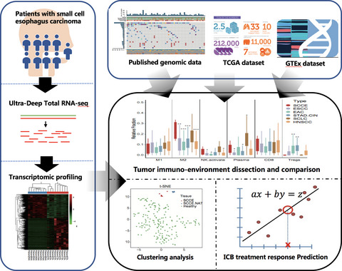 Systematic analysis of the transcriptome in small-cell carcinoma of the oesophagus reveals its immune microenvironment