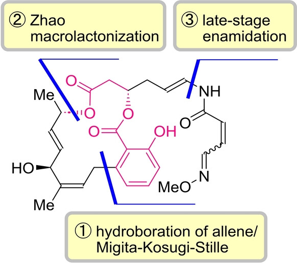Total Synthesis of Lobatamides A and C