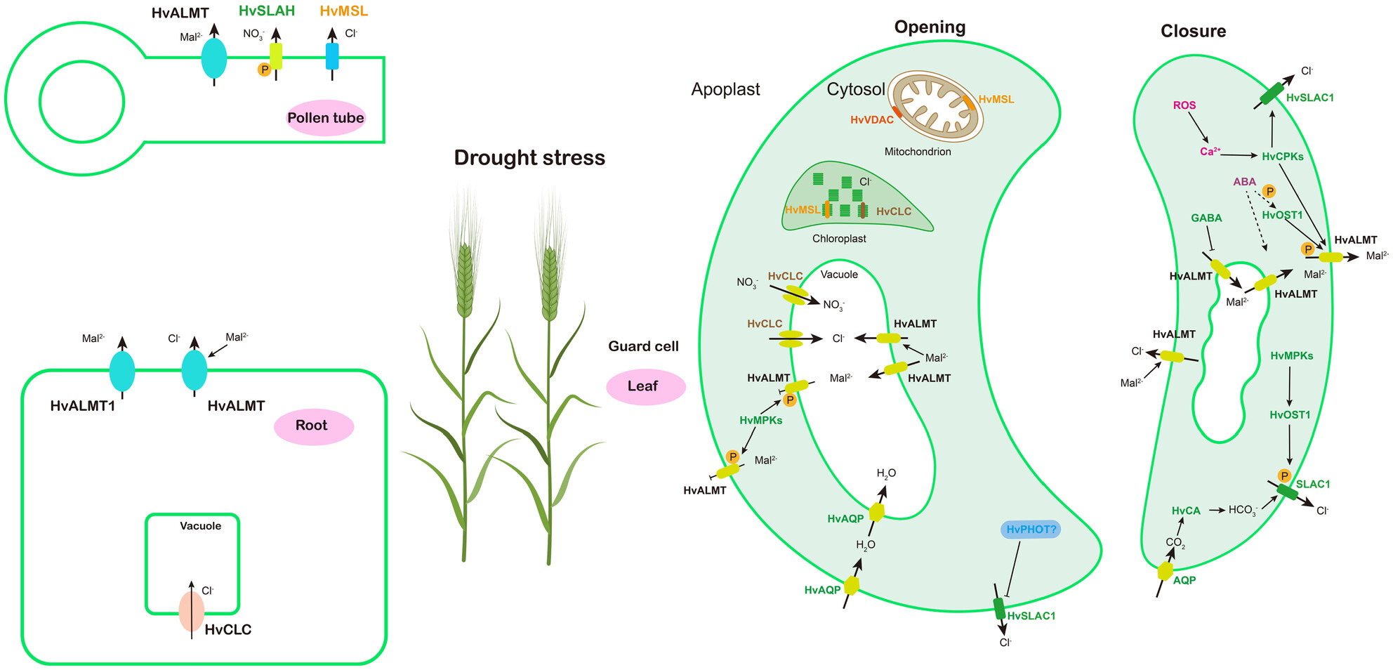 Genome-Wide Identification, Molecular Evolution, and Expression Divergence of CLC, ALMT, VDAC, and MSL Gene Family in Barley