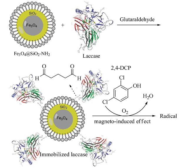 Degradation of 2,4-DCP by the Immobilized Laccase on the Carrier of Fe3O4@SiO2-NH2