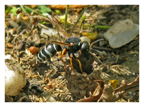 Details are in the caption following the image