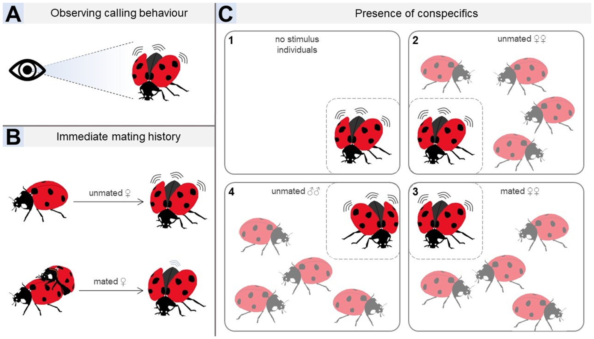 Sexual calling behaviour, and the effects of immediate mating history and consexual presence in the seven-spot ladybird, Coccinella septempunctata