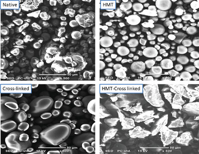 Effects of Dual Modification of HMT and Cross Linking on Morphological, Thermal, Digestibility, and Structural Properties of Wild Tuber (Amorphophallus abyssinicus) Starch