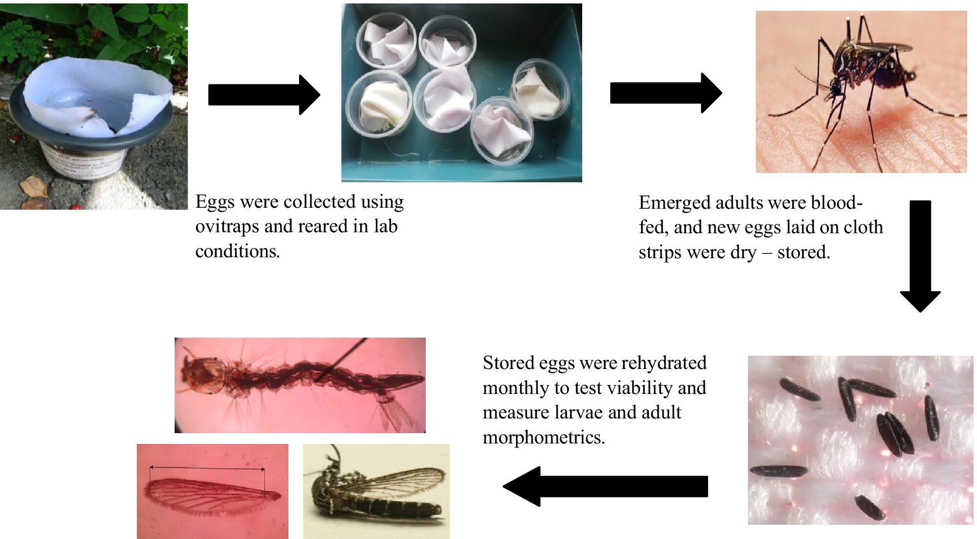 The effect of the egg storage time on the hatching success, morphometrics of larvae, and adult emergence of Aedes aegypti and Aedes albopictus